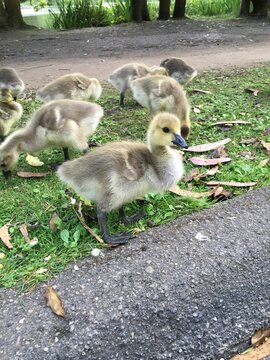 Close-up of a group of greylag goslings in a park, USA