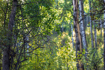 green leaves in the garden