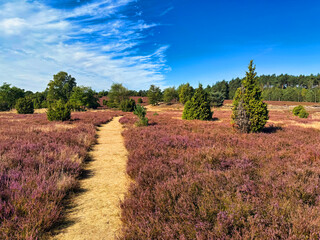 Wanderung durch die Wachholder-Heide bei Ellendorf im Osten der Lüneburger Heide