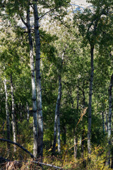 pine forest in the morning