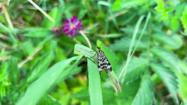 A common scorpionfly (Panorpa communis) on a plant leaf.
