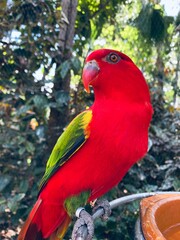 red and yellow macaw