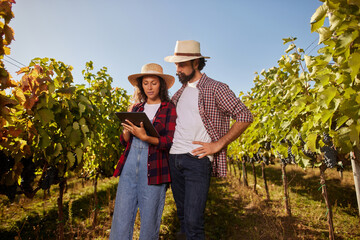 A couple stands among the grapevines in their vineyard, using a tablet to check harvest data. The sun shines brightly as they discuss their family wine production business.