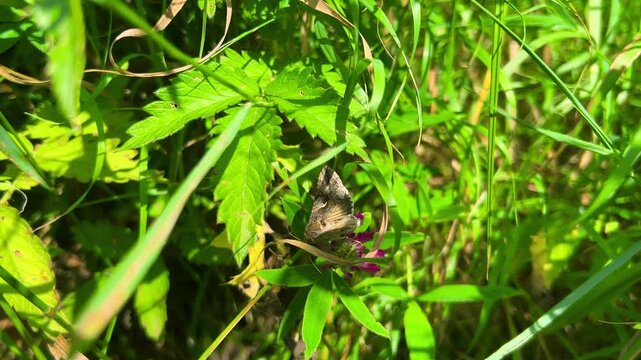 Silver Y or Autographa gamma butterfly on flowers and leaves of wild plants.