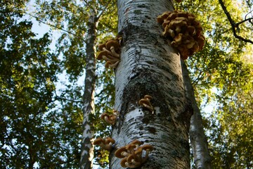 Honey mushrooms growing on a birch trunk in the forest. Clusters of fungi climb up the bark, forming a natural autumn scene in the sunlight.