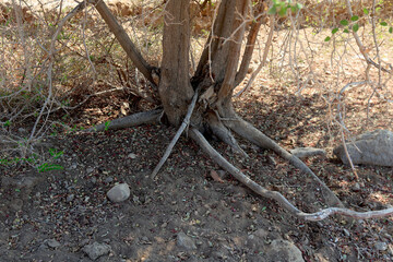 Desert tree roots near the shore of the Dead Sea in the Jordan Valley