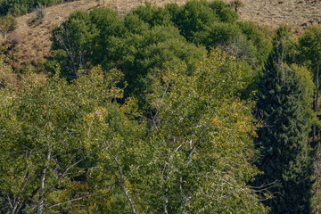 pine forest in the mountains