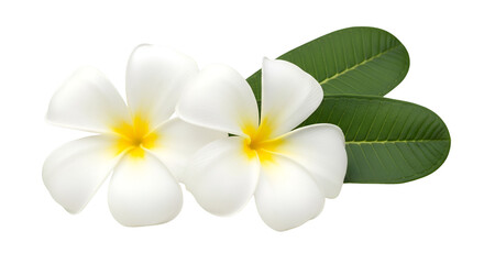Fototapeta premium Two White Plumeria Flowers with Green Leaves on Black