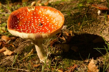 Bright red fly agaric with white spots growing in the forest clearing. Its cap with a distinctive pattern stands out among grass and autumn leaves.