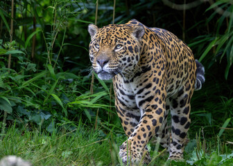 Jaguar looking upwards