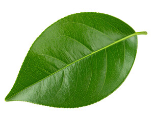 Obraz premium A close-up view of a vibrant green leaf showcasing its intricate texture and natural beauty under soft light.