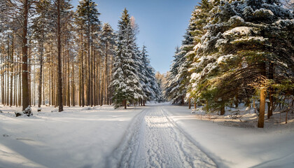 Obraz premium Snow Covered Forest Path Lined With Tall Pine Trees Creating Serene Winter Landscape