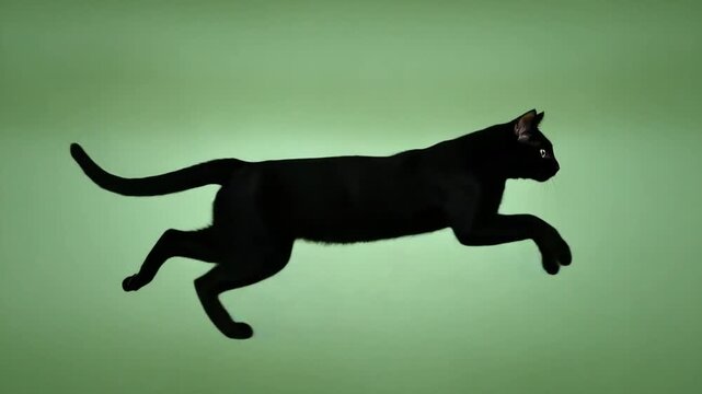 A sleek black cat jumping and running 4k video