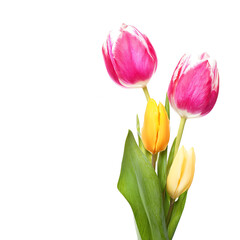 Fototapeta premium A trio of tulips in vibrant hues two pink and white and two yellow are a bright and cheerful bouquet fresh from a spring garden
