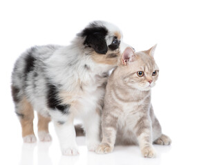 Adult british cat and Australian shepherd puppy look away on empty space together. isolated on white background