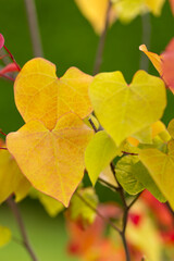 Eternal flame (Cercis canadensis), colorful leaf, yellow, green, orange, red. A tree as an ornament, decoration, summer garden. Heart-shaped leaves. Background for design or wallpaper