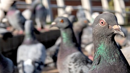 Fototapete bei efototapeten.de bestellen   