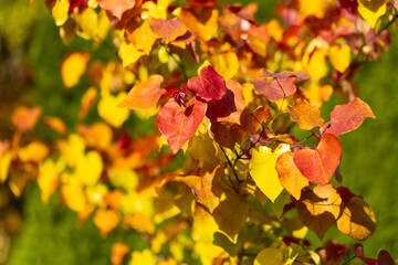 Eternal flame (Cercis canadensis), colorful leaf, yellow, green, orange, red. A tree as an ornament, decoration, summer garden. Heart-shaped leaves. Background for design or wallpaper