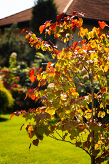 Eternal flame (Cercis canadensis), colorful leaf, yellow, green, orange, red. A tree as an ornament, decoration, summer garden. Heart-shaped leaves. Background for design or wallpaper