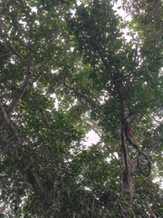 Close up shot of banyan tree with root.
