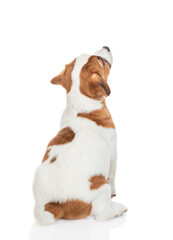 Young Jack russell terrier puppy sits in back view and looks away and up on empty space. Isolated on white background