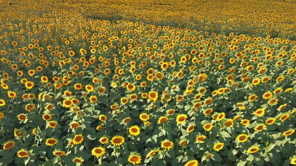 Top view from above, flat lay rotating sunflower field background with tall sunflowers swaying in the wind, their brown centers surrounded by bright yellow petals covers the entire frame space - Powered by Adobe