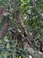 Close up shot of banyan tree with root.