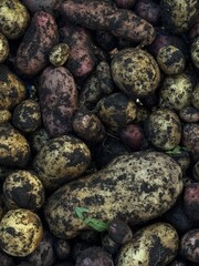 Organic Potatoes Straight from the Farm