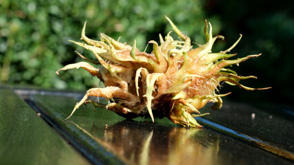 Unique botanical specimen rests on a wooden table in bright sunlight