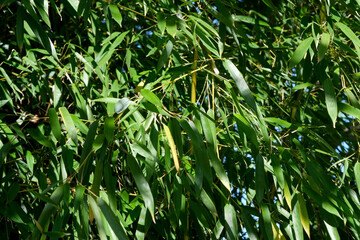 Lush green bamboo leaves swaying in the gentle breeze