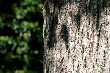 Light and shadow dance on the rough bark of an aged tree
