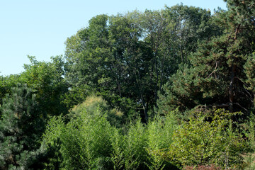 Verdant landscape with trees and greenery under clear blue sky