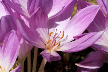 Fototapeta premium Pink blossoms bloom in sunlight during a calm spring day