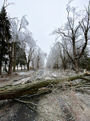 Massive fallen tree blocking a rural road after heavy ice storm
