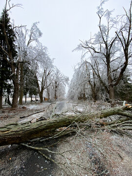 Massive fallen tree blocking a rural road after heavy ice storm
