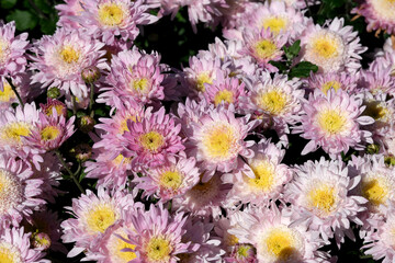 Obraz premium Vibrant pink and yellow flowers blooming in a sunny garden scene