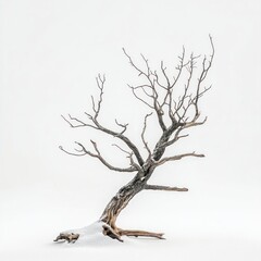 Fototapeta premium Dead tree isolated winter ground.