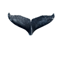 Whale tail emerging from the ocean during sunset near coastal waters