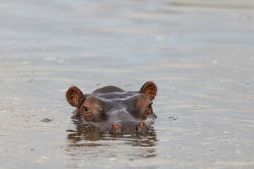 Fototapeta premium hippopotamus in water