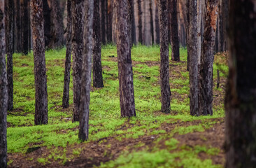 Obraz premium Grass in Forest After Fire