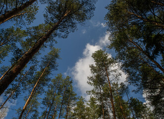 Pine Tops Reaching Blue Sky