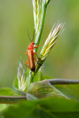 Coléoptère rouge sur feuille verte en macro