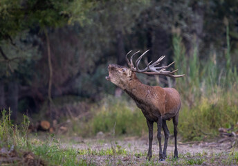 Red deer roaring in forest during rut season