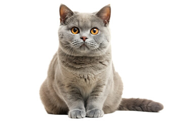 Fototapeta premium British Shorthair cat with orange eyes sitting isolated on a transparent background
