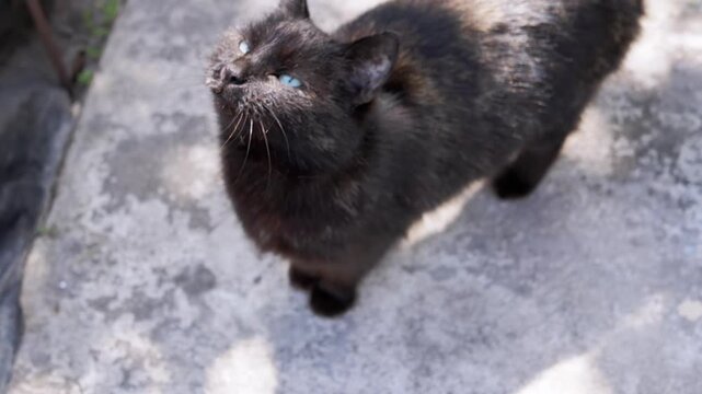 A black cat stands on sunlit pavement, looking up and licking its lips, suggesting anticipation or hunger in a serene outdoor setting.