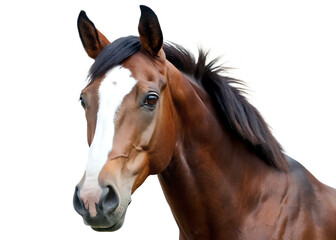 Obraz premium Dark brown horse head with white blaze isolated on a transparent background animal