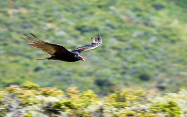Turkey vulture in flight over the green hills of Tennessee Valley Trail, Marin Headlands, California. Large bird with outstretched wings gliding gracefully against blurred natural background