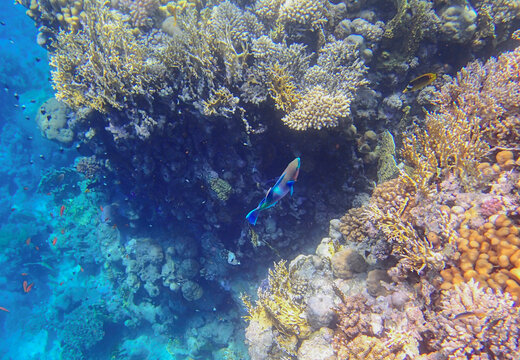 Coral reef underwater. Parrotfish scarus swimming near acropora and millepora colonies, tropical