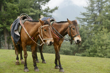Horses used by tourists take a break on a grassy field at Pahalgam, a scenic spot surrounded by lush pine forests in Jammu and Kashmir, India.