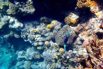 Coral reef underwater. Scarus parrotfish swimming among porites and acropora coral colonies with